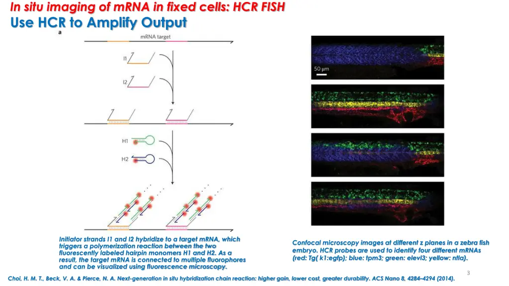 in situ imaging of mrna in fixed cells hcr fish