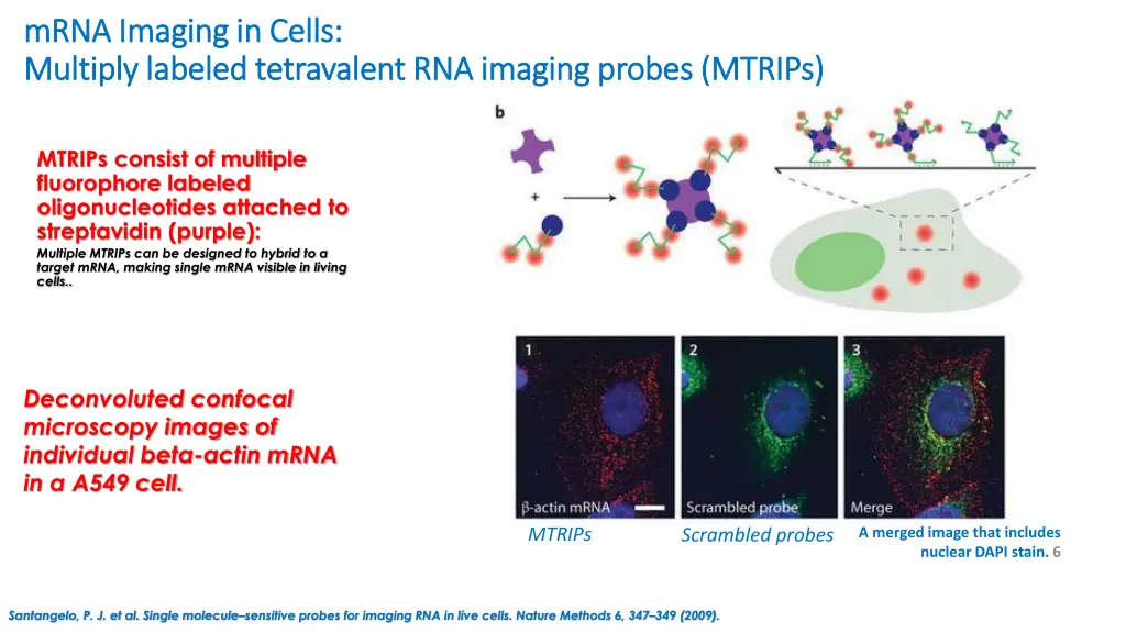 mrna imaging in cells mrna imaging in cells 1