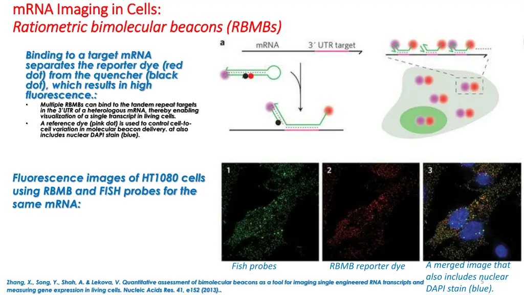 mrna imaging in cells mrna imaging in cells
