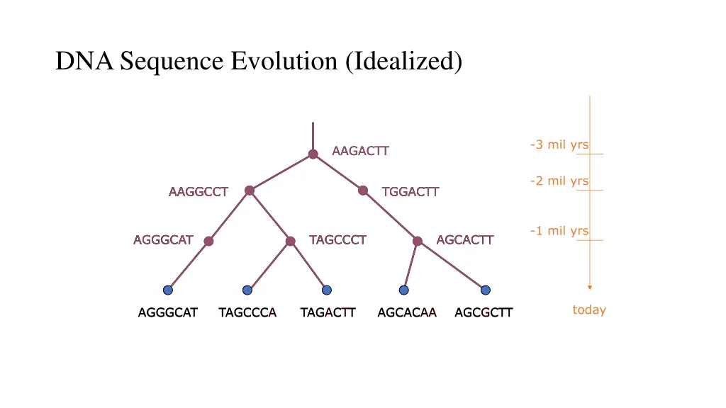 dna sequence evolution idealized