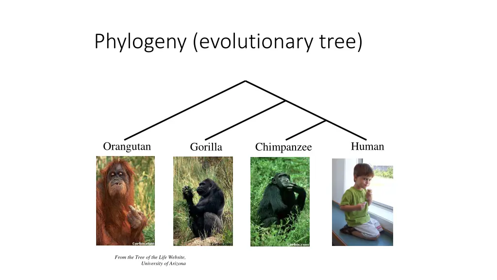 phylogeny evolutionary tree
