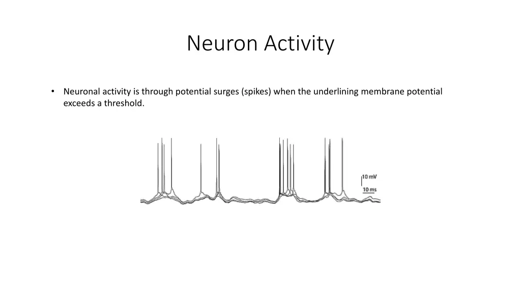 neuron activity