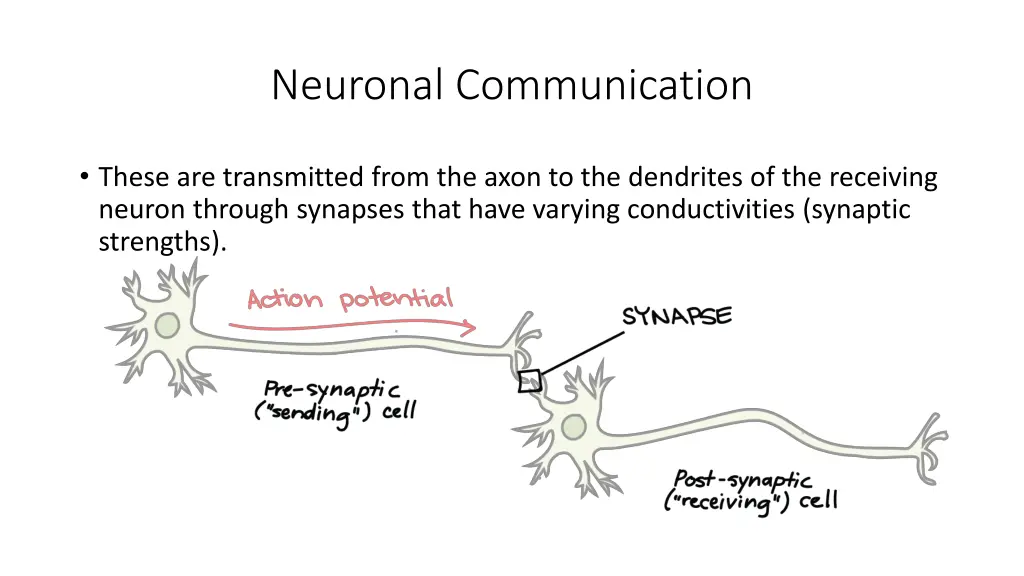 neuronal communication
