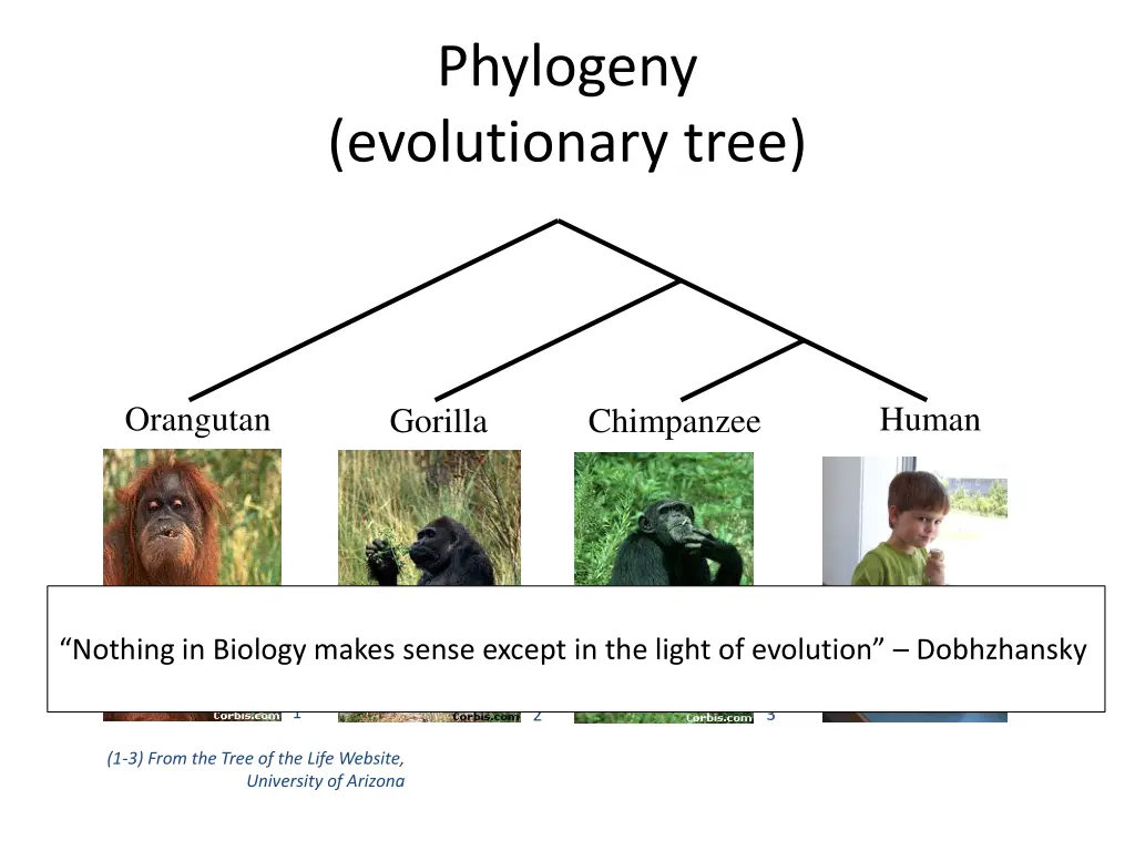 phylogeny evolutionary tree