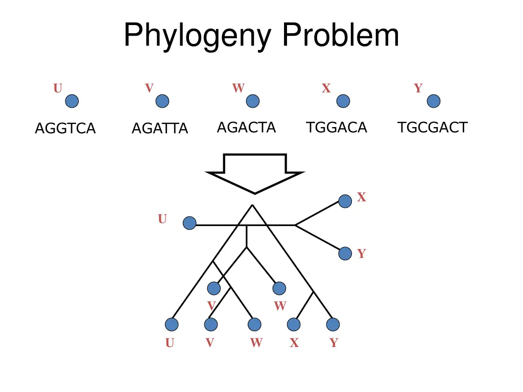 phylogeny problem