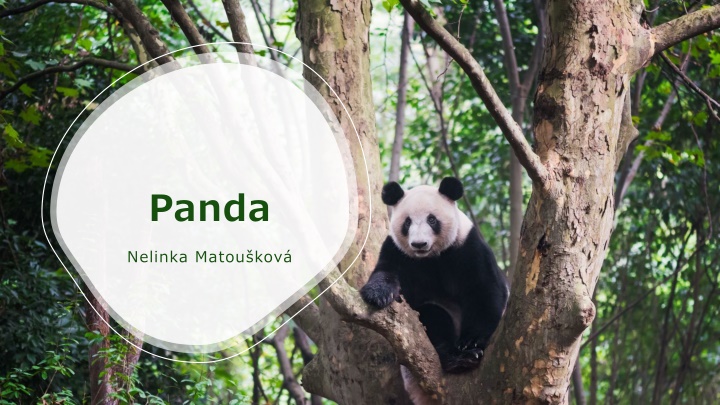 panda