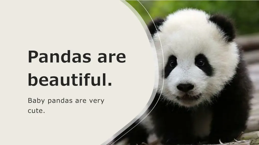 pandas are beautiful baby pandas are very cute