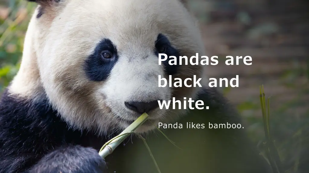 pandas are black and white