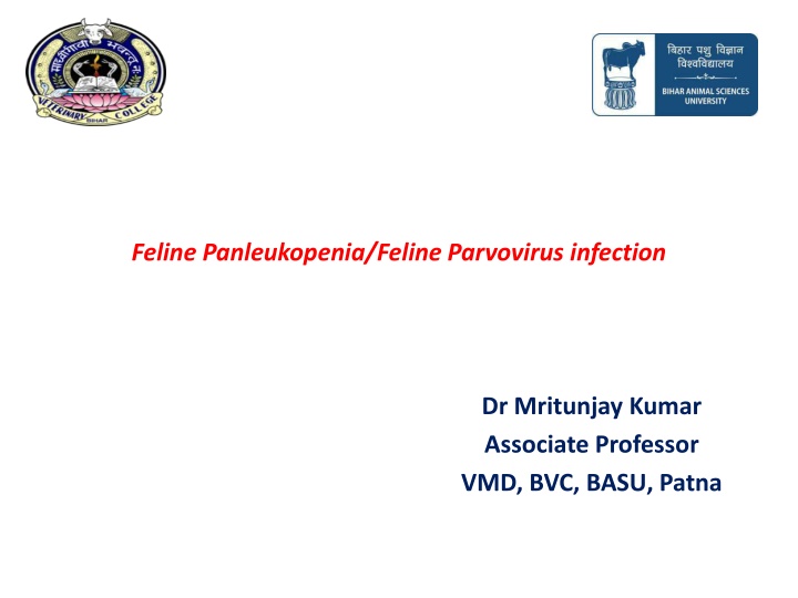 feline panleukopenia feline parvovirus infection