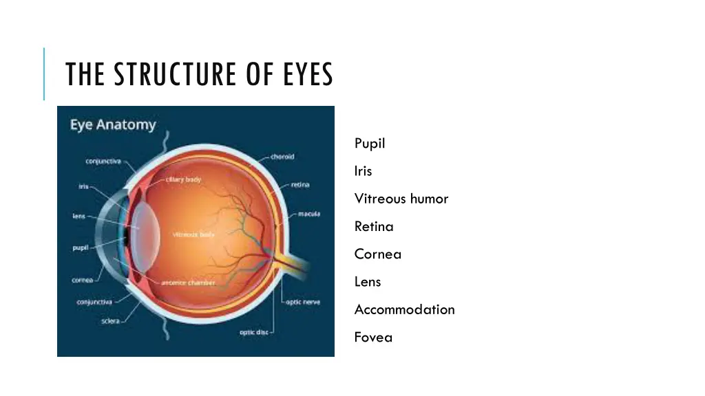 the structure of eyes