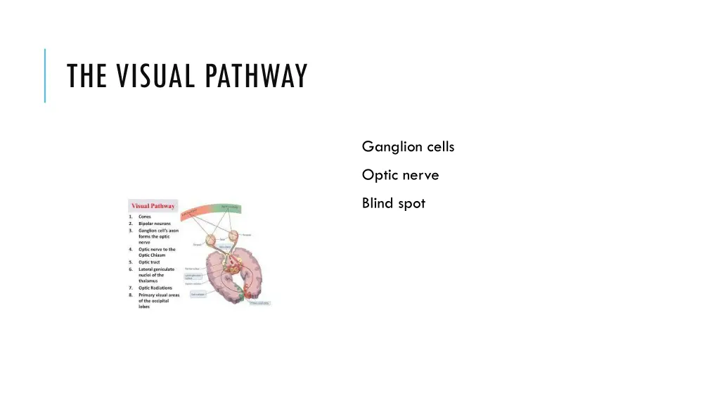 the visual pathway