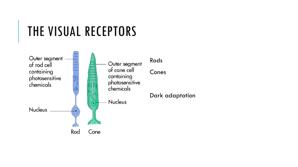 the visual receptors