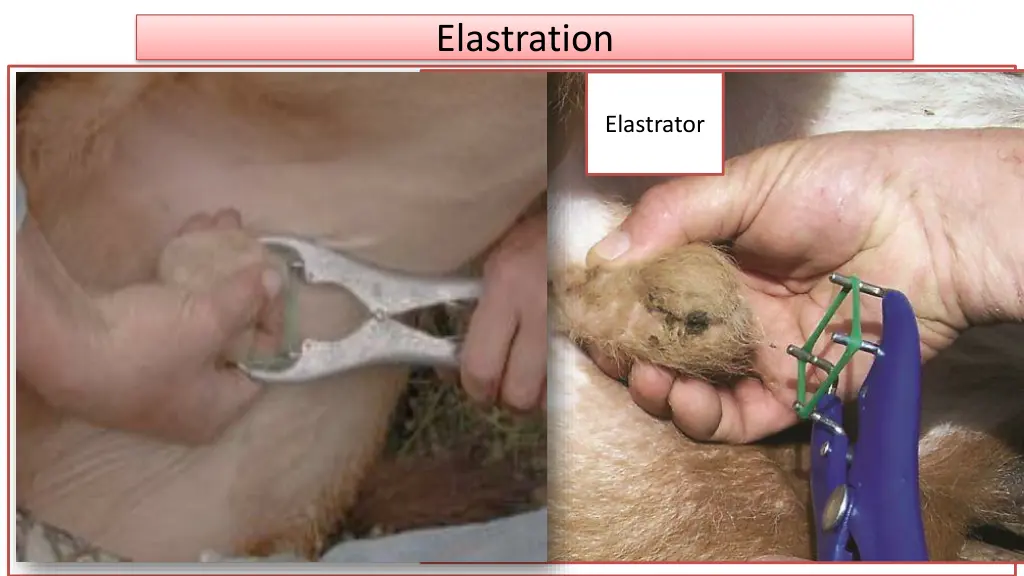 elastration