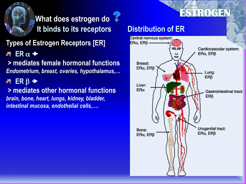 estrogen