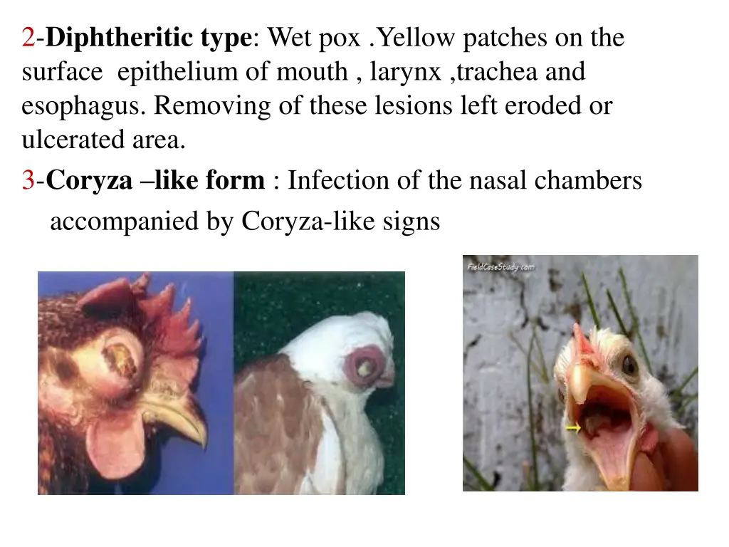 2 diphtheritic type wet pox yellow patches