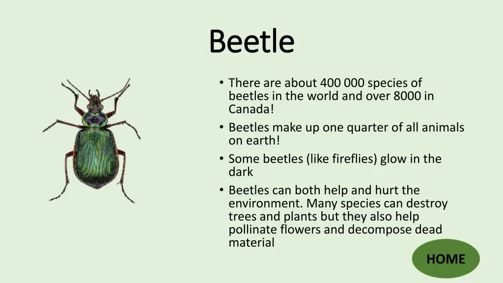 beetle beetle