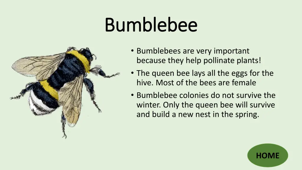 bumblebee bumblebee