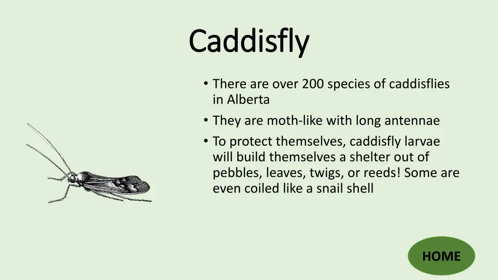 caddisfly caddisfly