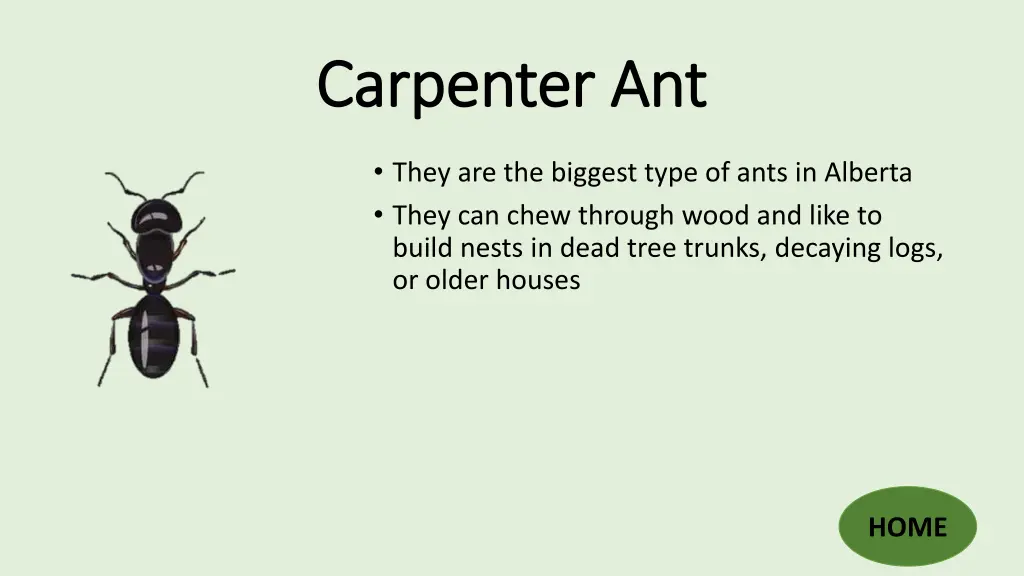 carpenter ant carpenter ant