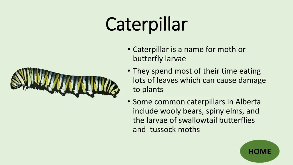 caterpillar caterpillar