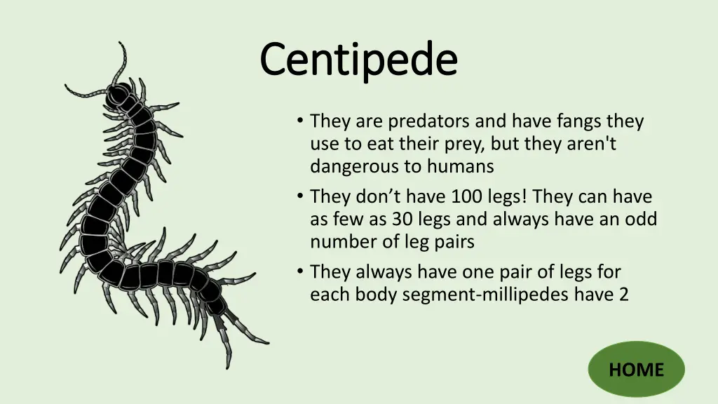 centipede centipede