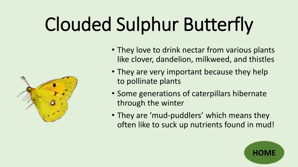 clouded sulphur butterfly clouded sulphur