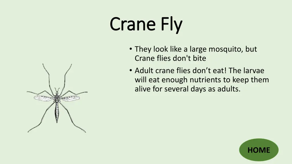 crane fly crane fly