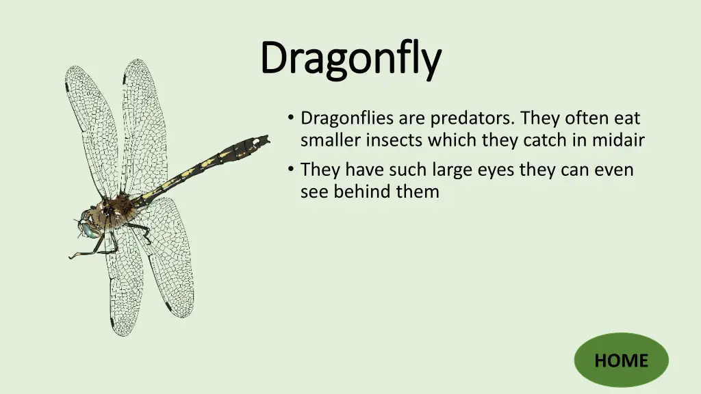 dragonfly dragonfly