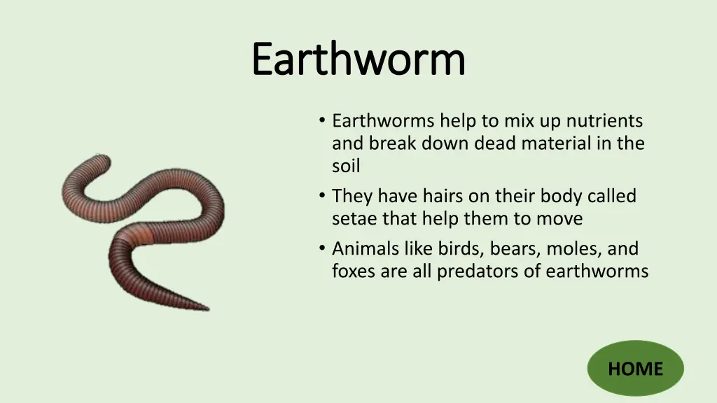 earthworm earthworm