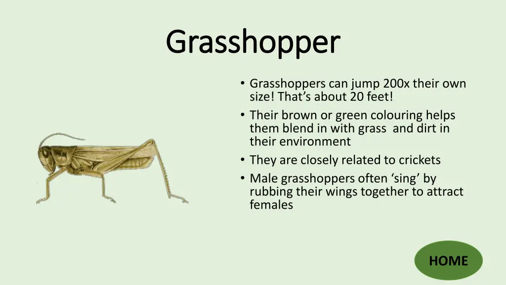 grasshopper grasshopper