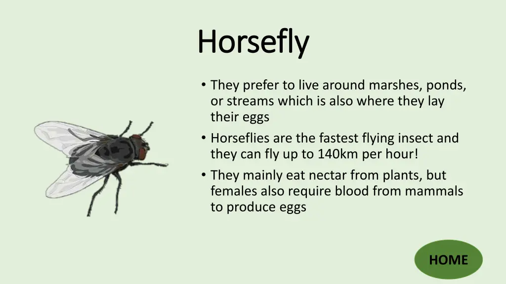 horsefly horsefly