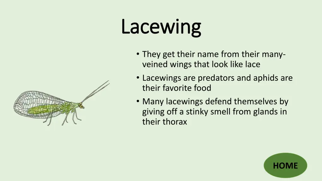 lacewing lacewing