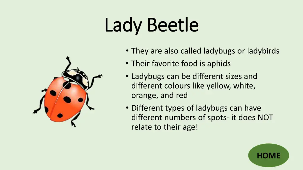 lady beetle lady beetle
