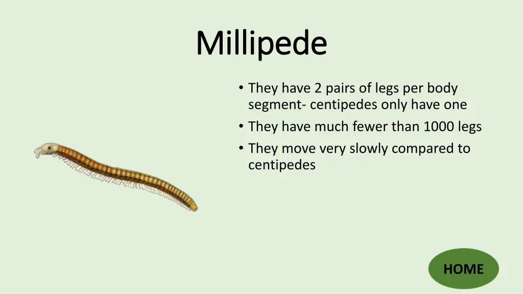 millipede millipede