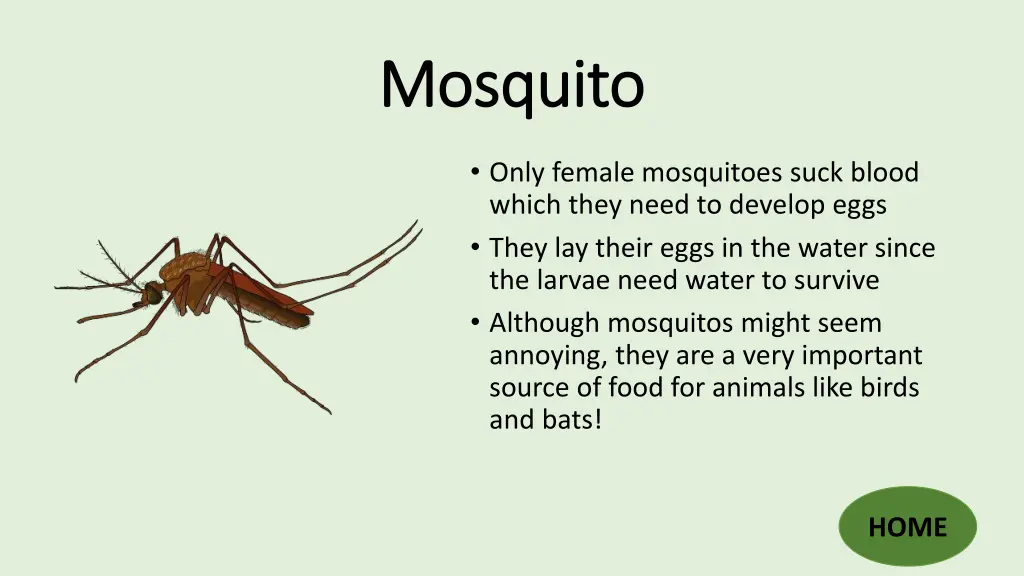 mosquito mosquito