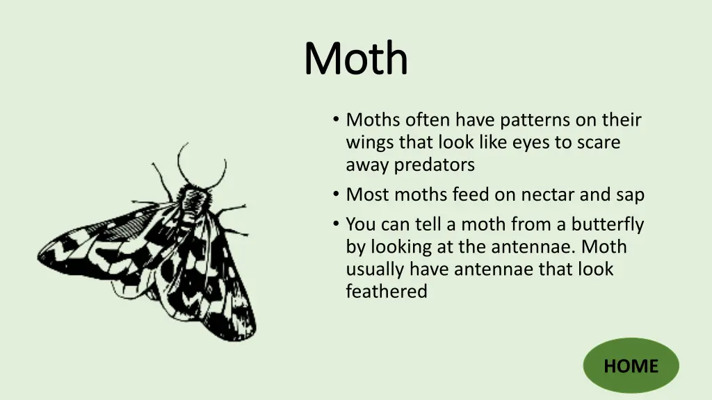 moth moth