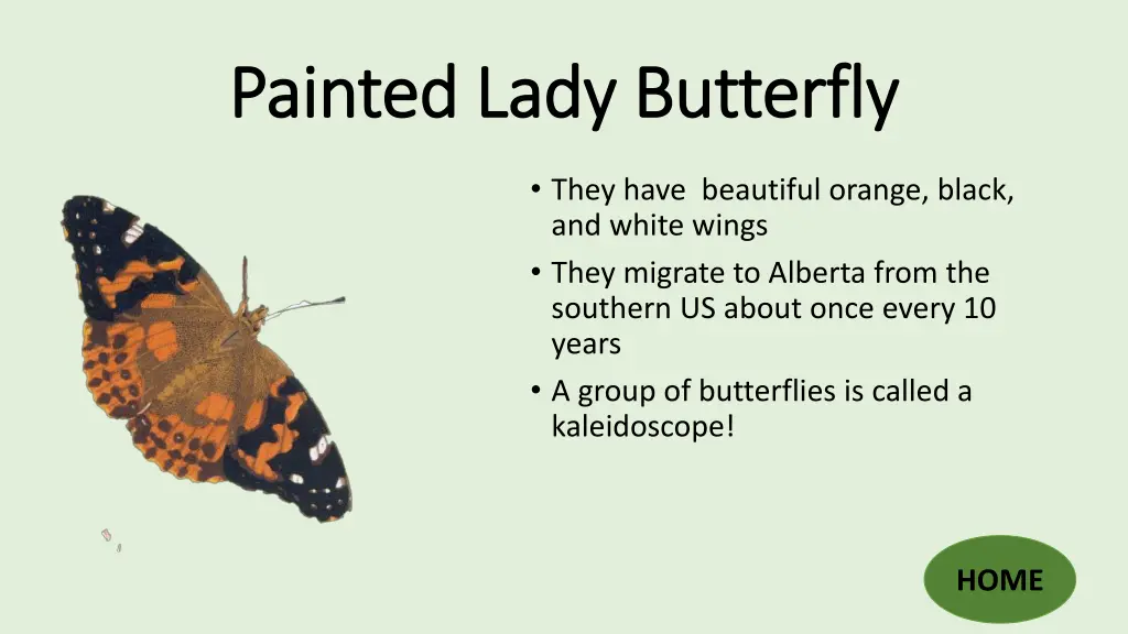 painted lady butterfly painted lady butterfly