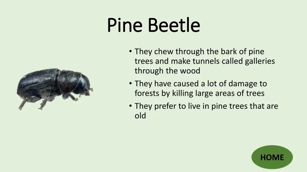 pine beetle pine beetle