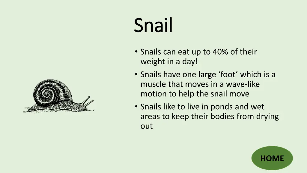 snail snail