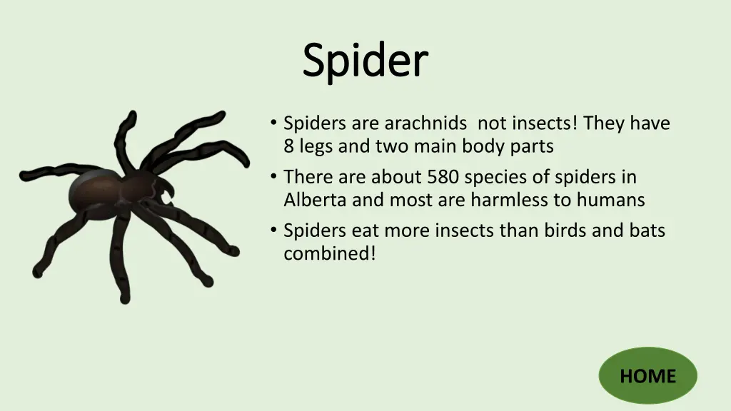 spider spider