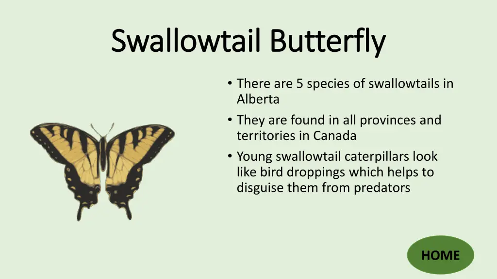 swallowtail butterfly swallowtail butterfly