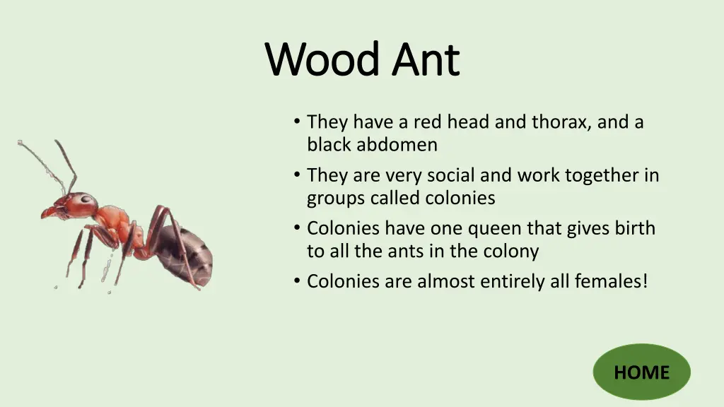 wood ant wood ant