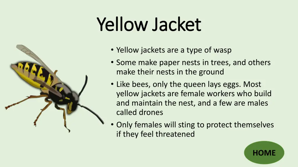 yellow jacket yellow jacket