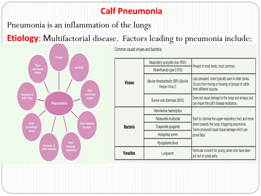 calf pneumonia