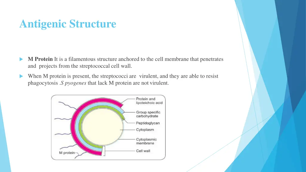 antigenic structure