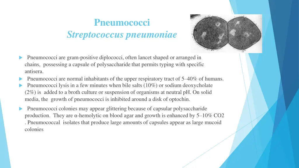 pneumococci streptococcus pneumoniae