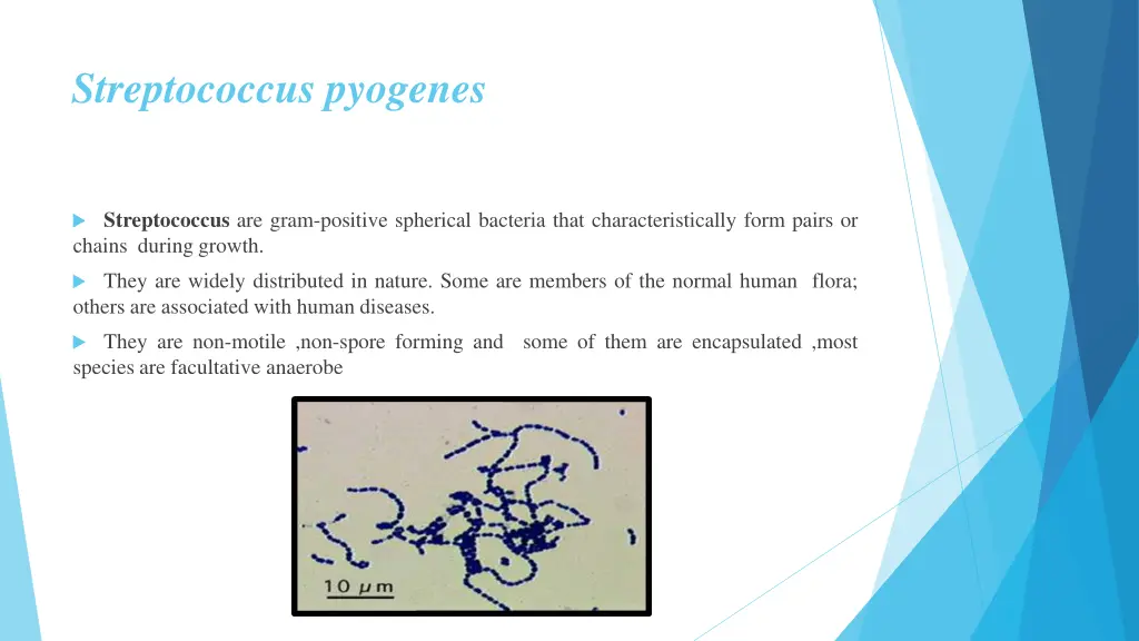 streptococcus pyogenes