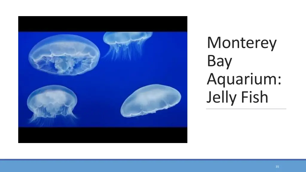 monterey bay aquarium jelly fish