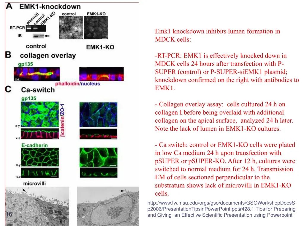 emk1 knockdown inhibits lumen formation in mdck