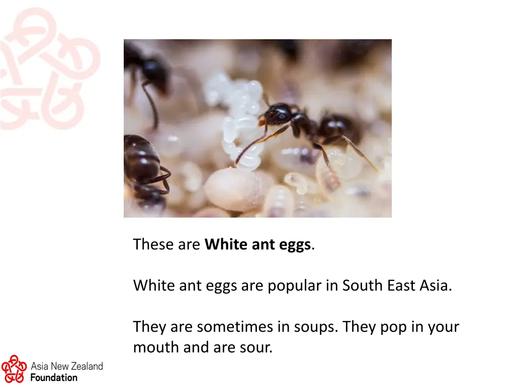 these are white ant eggs
